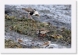 karikukko ja suokukko turnstone and ruff 6632 * 1350 x 900 * (1005KB)